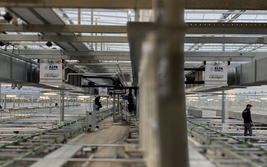 LUVE helps tulips bloom with cutting-edge technology